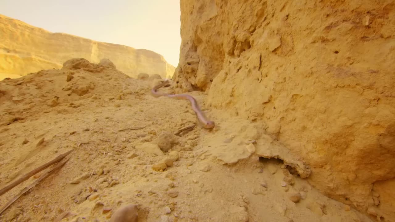 The mostest deadly snake of the Egyptian