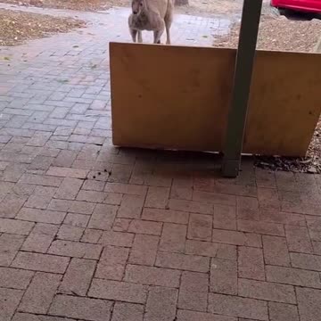 Kangaroo visits pub only in Australia 🇦🇺