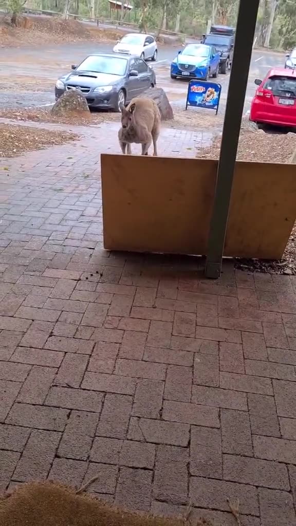 Kangaroo visits pub only in Australia 🇦🇺