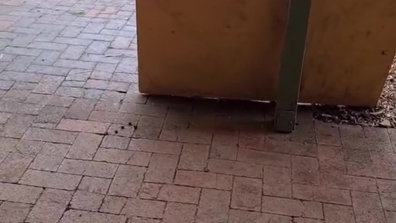 Kangaroo visits pub only in Australia 🇦🇺