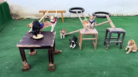 Dog Are Playing Games