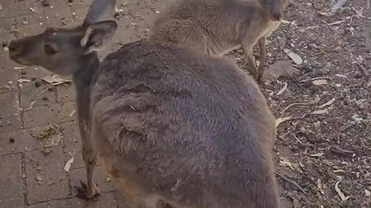 Only in Australia 🇦🇺 kangaroo 🦘