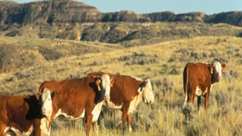 Momento Malum Today Episode 170 Hereford Pedigree