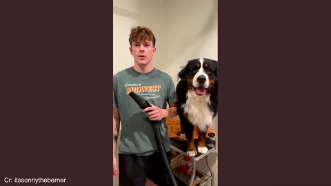 🥶 funny Dog 🐕 video 2025