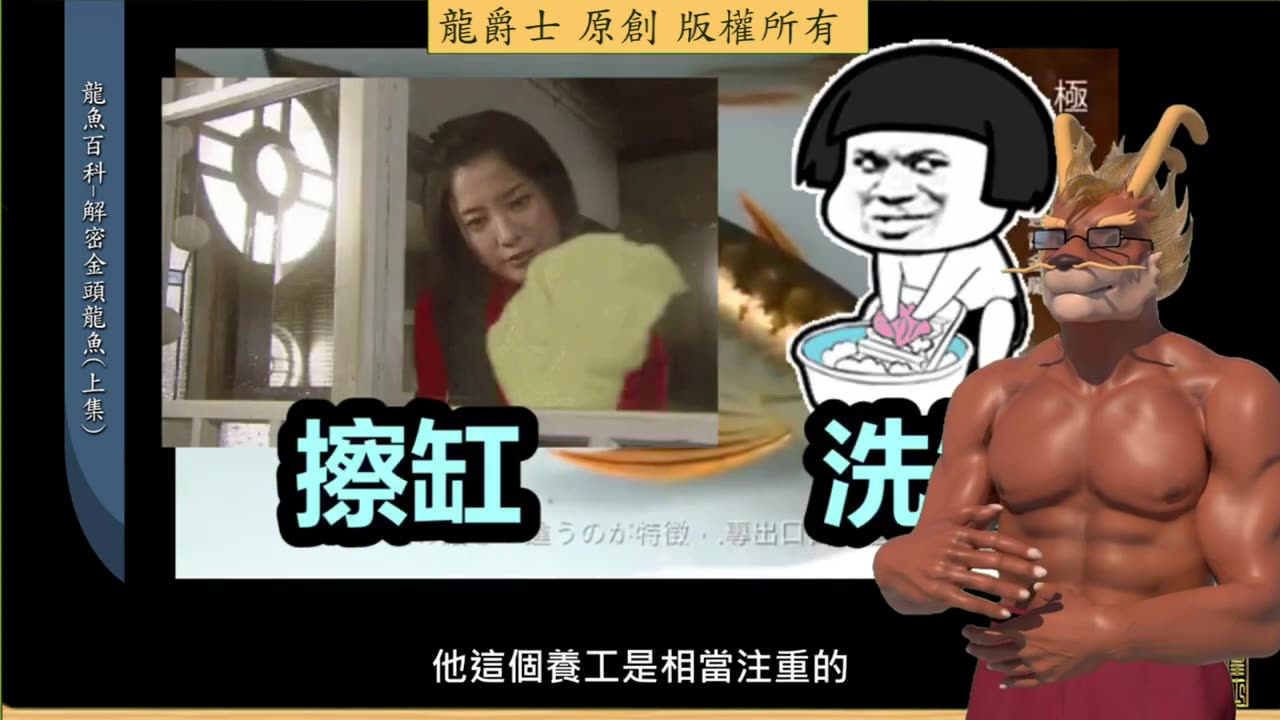 【龍爵士】龍魚百科 解密金頭龍魚