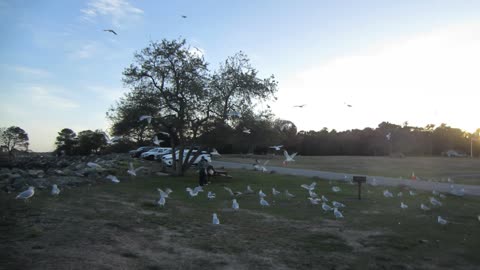 Girl feeding Sea Gulls at the Great Island Common New Castle NH 10/2025