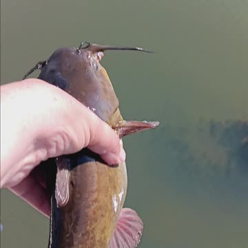 Bullhead catfish