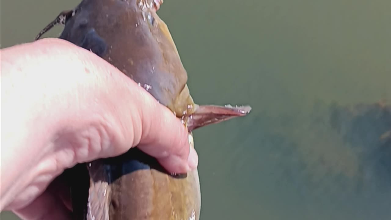 Bullhead catfish