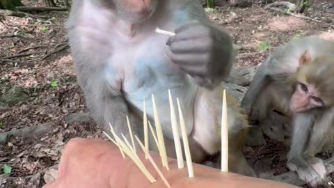 when you have a monkey friend