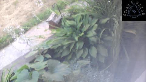 Butch the Sunflower