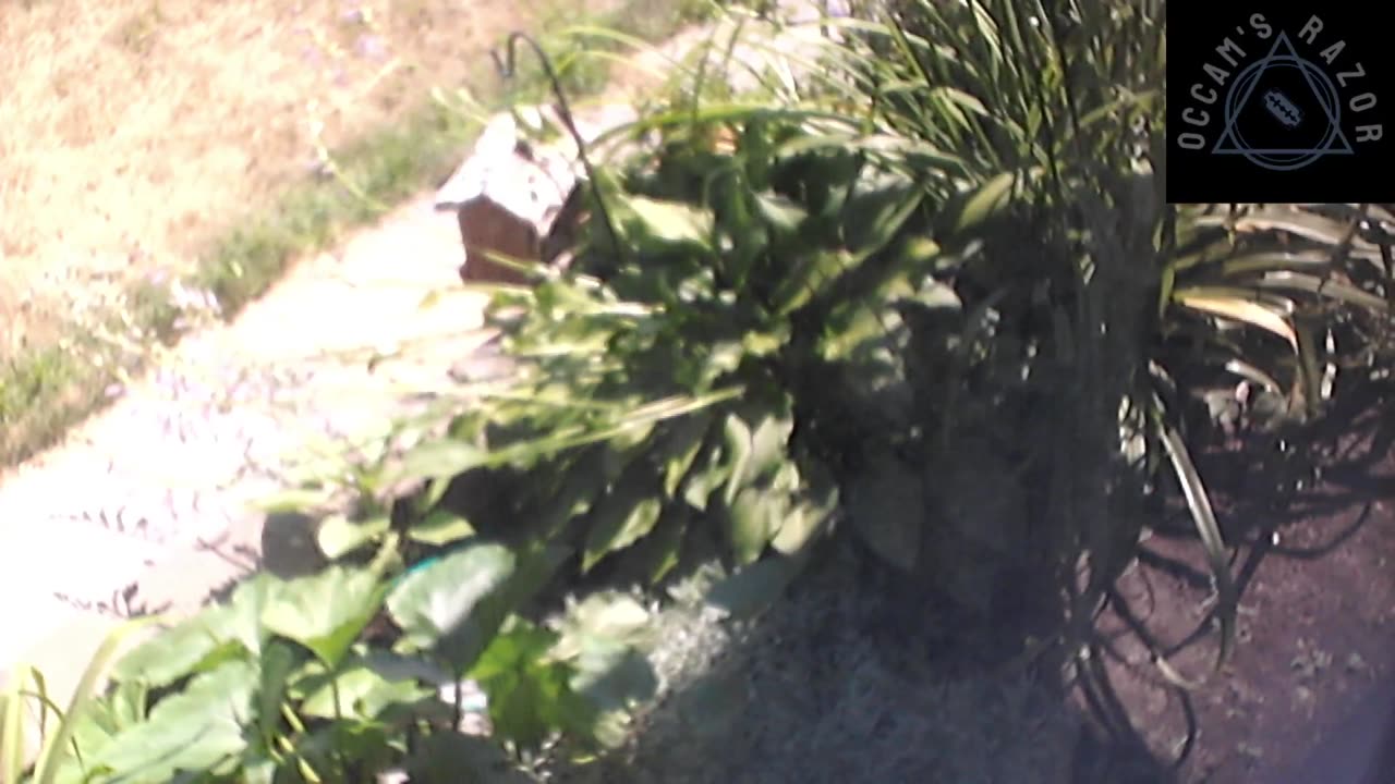 Butch the Sunflower