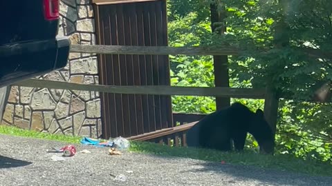 Truck Bed Holds Feast For Hungry Black Bears