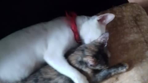 Sweetest Cuddle You'll Ever See " Not Her Baby... But She Hugged It Anyway"