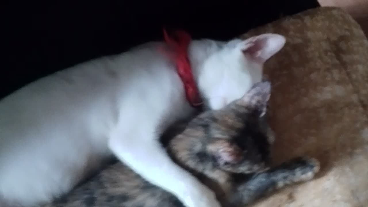 Sweetest Cuddle You'll Ever See " Not Her Baby... But She Hugged It Anyway"