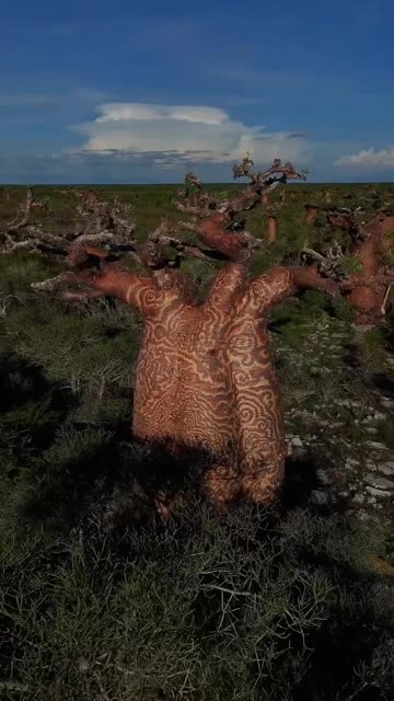 Giants of Madagascar.