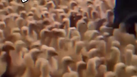 Duckling Mosh Pit