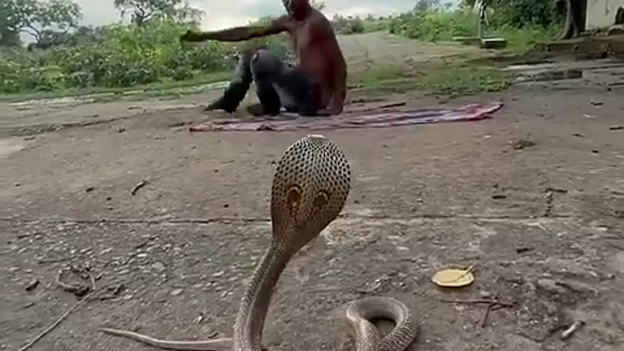 Omg so big size cobra