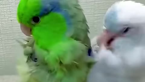 Funny animals
