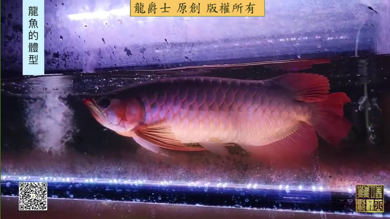 【龍爵士】龍魚百科 龍魚的體型