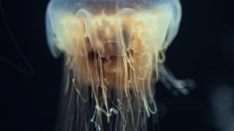 The Jellyfish That Cheats Death