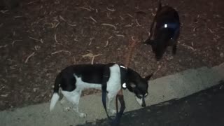 ChaCha Paco doggie walk I focused on doggies when they were mostly sniffing They relaxed2025922149
