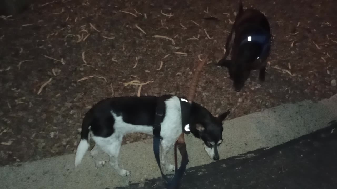 ChaCha Paco doggie walk I focused on doggies when they were mostly sniffing They relaxed2025922149