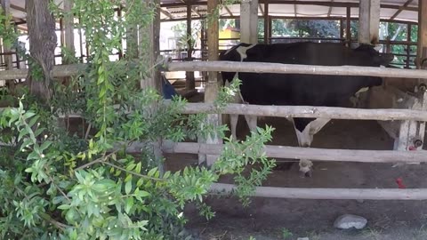 cow