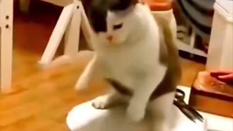 Funny pets
