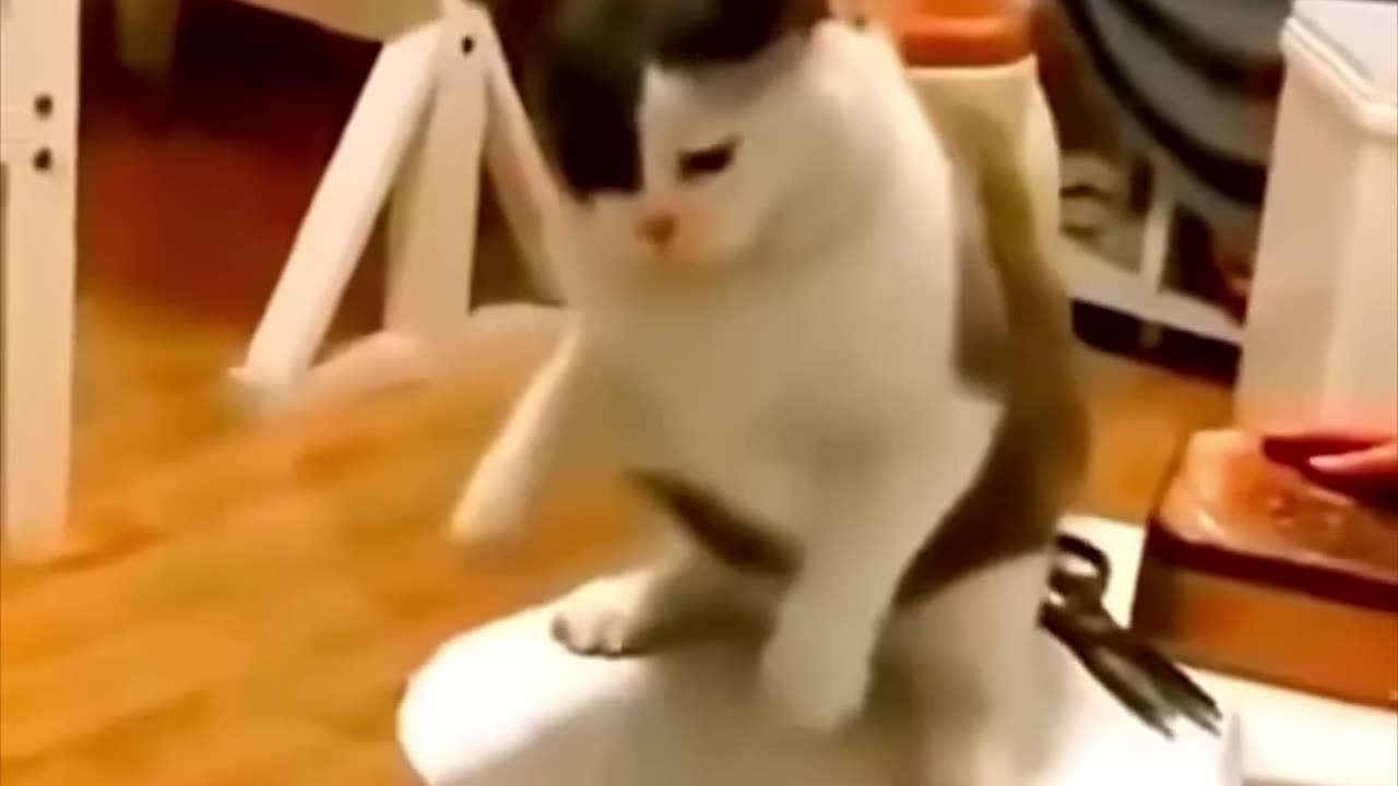 Funny pets