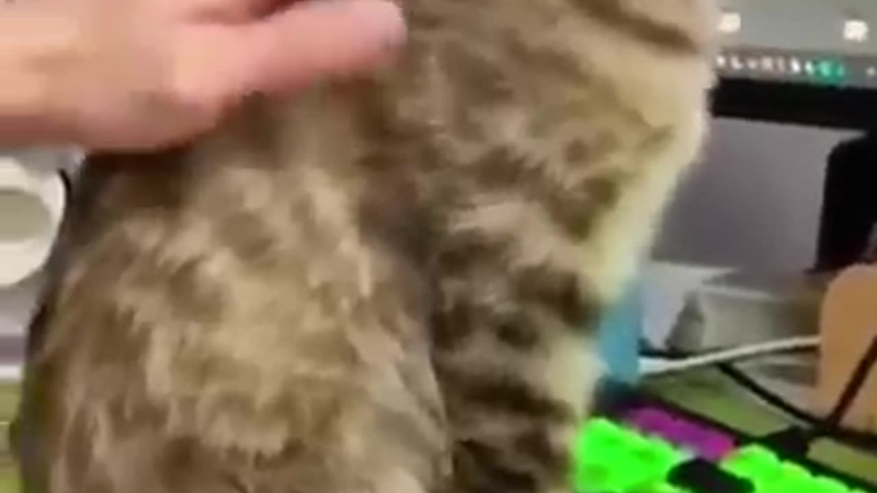 "She Said 'Don't Touch'—Cat's Reaction Is Priceless