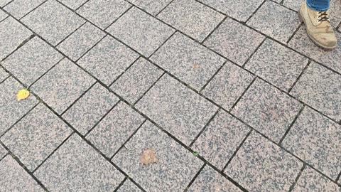 Schiedam 4 oktober 2025 deel 10/19