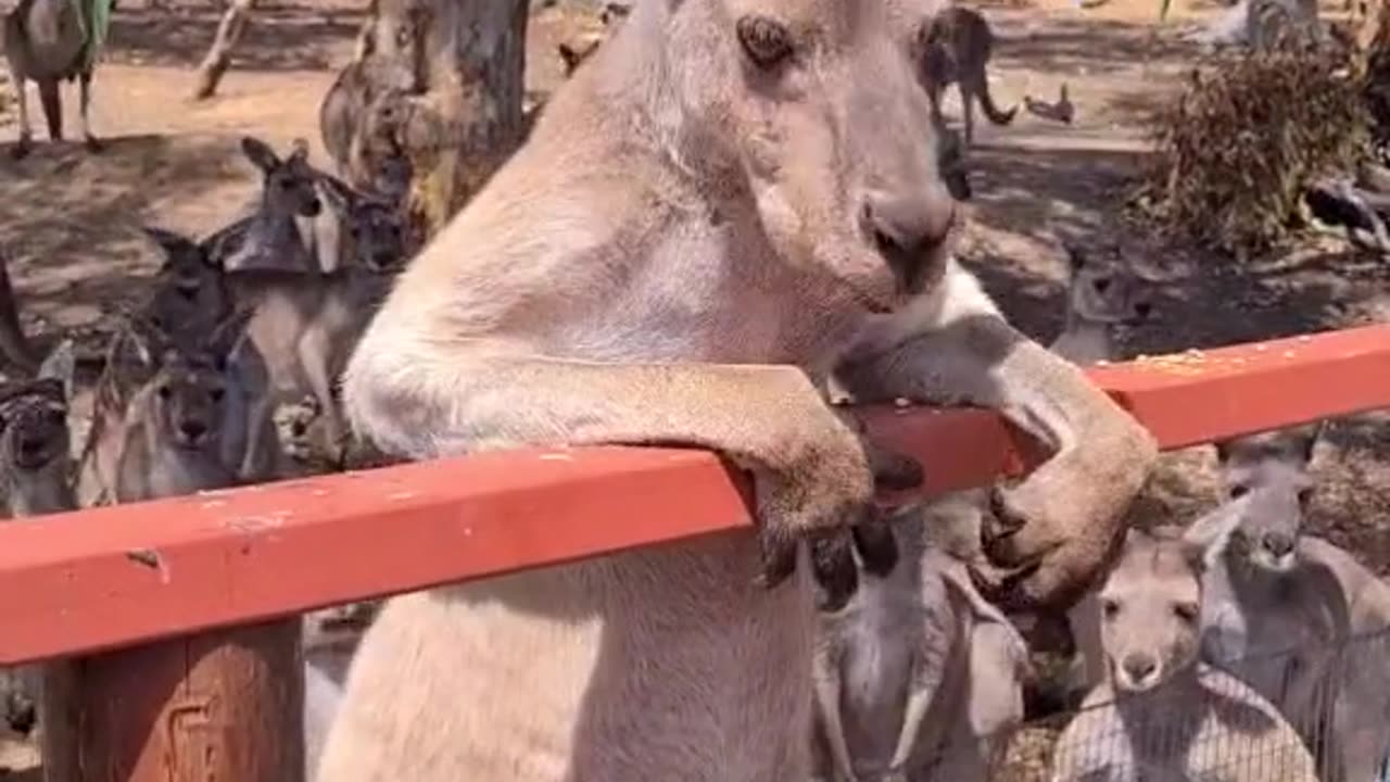Kangaroos in Australia 🇦🇺
