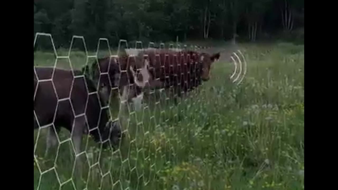 They're Give ELECTRIC SHOCK To Billions of COWS - Dangerous Tech But Useful!