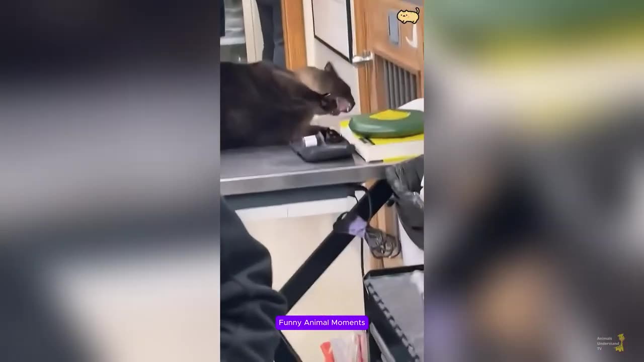 Hilarious Dogs & Cats Laughing β Funniest Animal Moments Ever! ππΆπ±