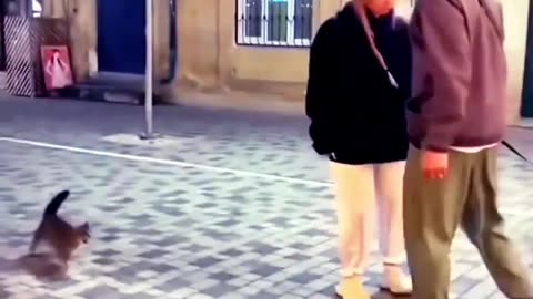 Super Funny Fight