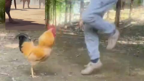 “Rooster Skipping Like a Pro 🐔🔥 | Funny Rooster Workout | Viral Animal Video”