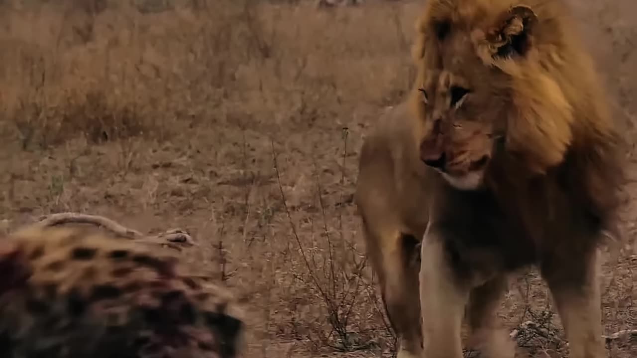 Escaping_from_lions_is_impossible___#animals_#lions_#shorts