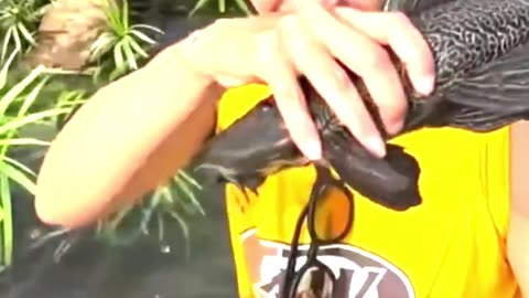 You Won’t Believe These AMAZING Animal Moments!