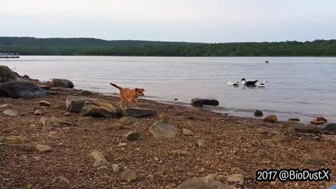 Maxine at Okmulgee Lake in Oklahoma barking at the ducks - Muscogee Nation -