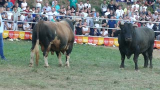 Garonja od Tubića vs Šaronja od Blaška Goduša 2025