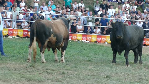 Garonja od Tubića vs Šaronja od Blaška Goduša 2025