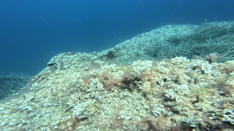 Reckless Jet Skis Ignore Freediver Buoy