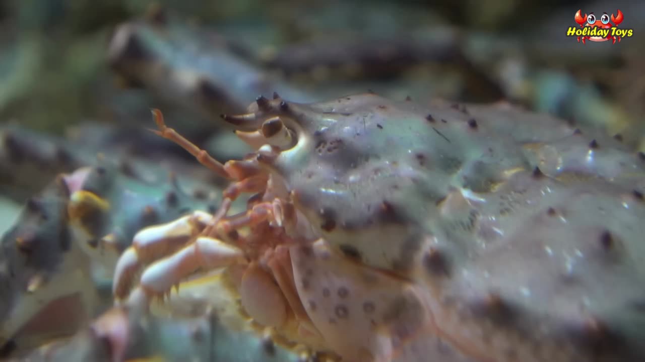 Big Blue Crab is Angry Because Someone Disturbed its Nest