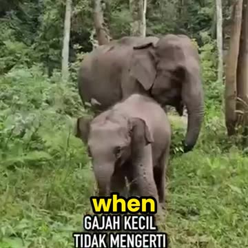 You've Been Lied To About Elephants 🐘 | The Truth Will Shock You!