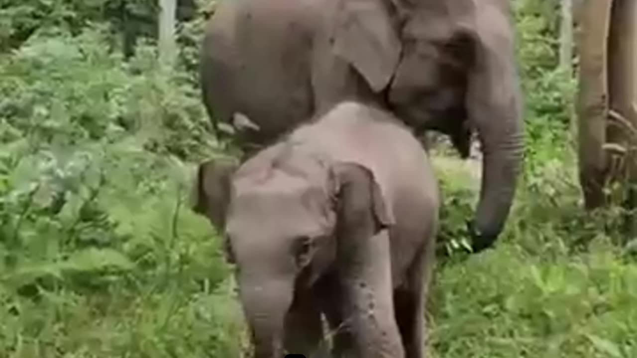 You've Been Lied To About Elephants 🐘 | The Truth Will Shock You!