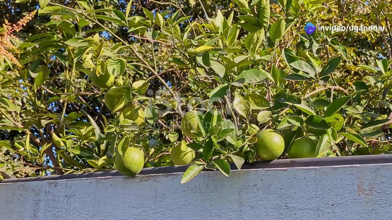 Monsoon Fruits-Nature's Nutritional Powerhouse