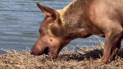 vn big dog Mao Mao enjoys fish with his juniors kaka