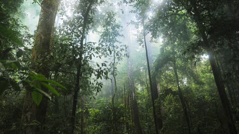 "Gentle Forest Ambience with Animal Sounds"