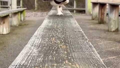 🤯🦉 You Won't Believe How Incredible These Owls Are! | FunFM