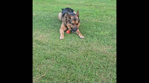 Virgil german shepherd.